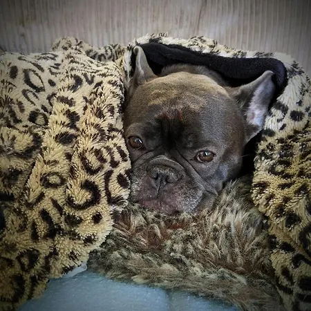 The British Scooterist