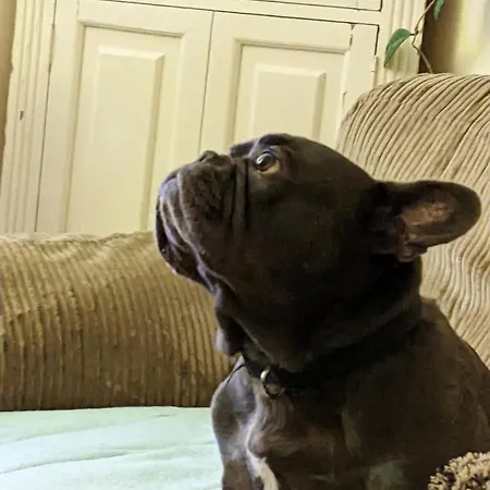 The British Scooterist