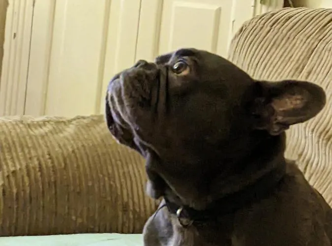 The British Scooterist