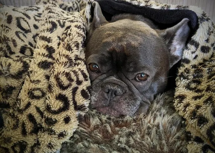 The British Scooterist